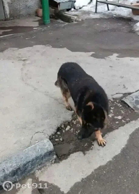 Найдена собака немецкой овчарки в Саратове - Продукция животноводства в Саратов