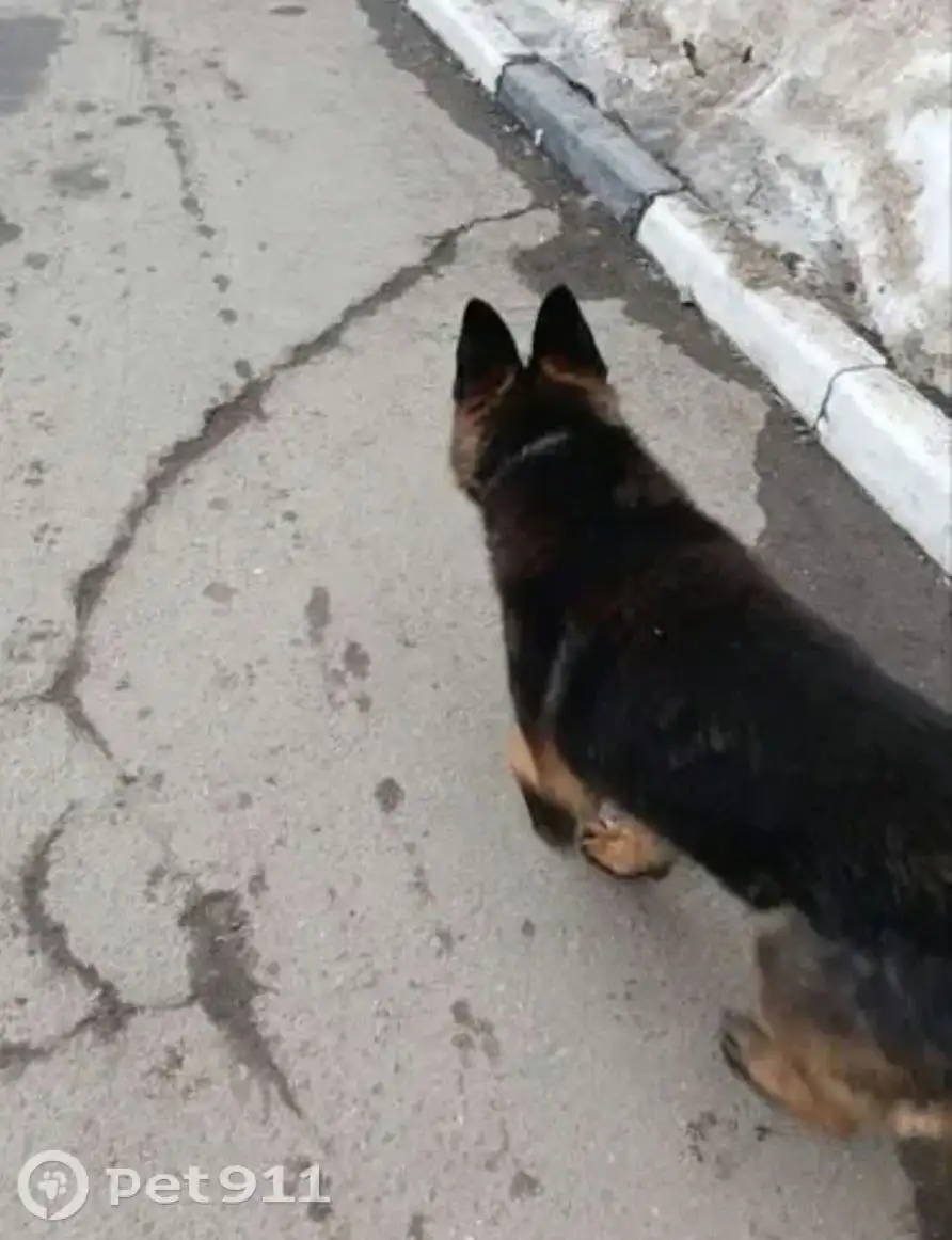 Найдена собака немецкой овчарки в Саратове - Собаки (Животные) в Саратов