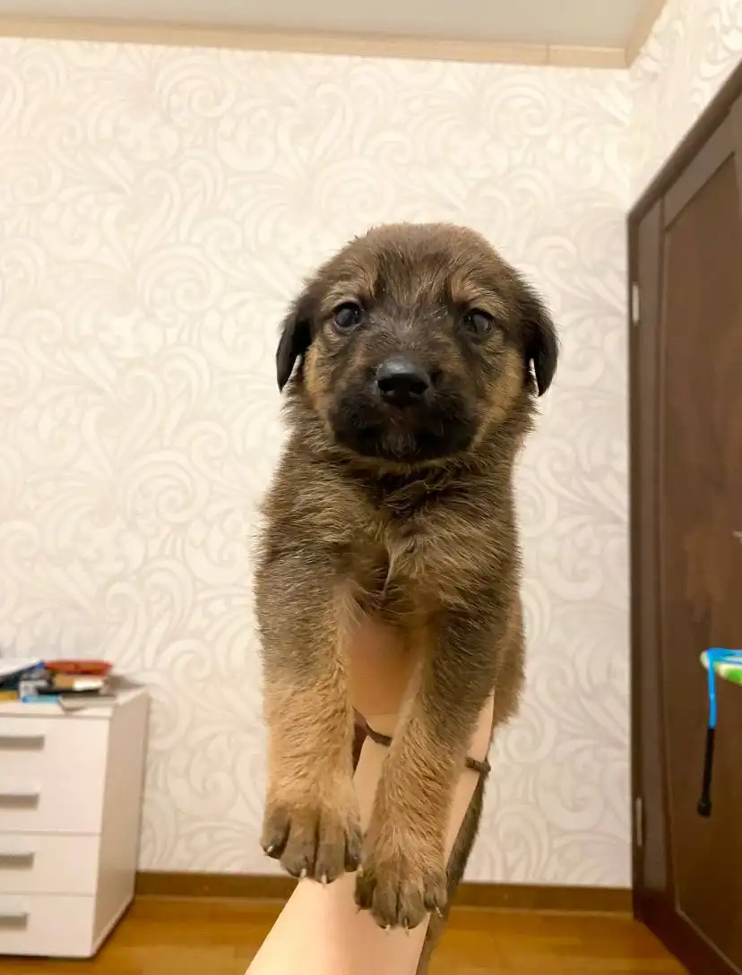 Сбор средств на передержку щенков из найденной коробки - Собаки (Животные) в Саратов