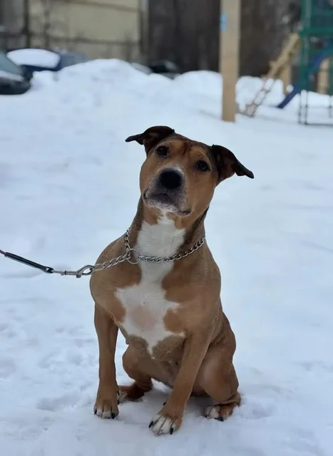 Сбор средств для собаки Джесси - Благотворительность в Саратов