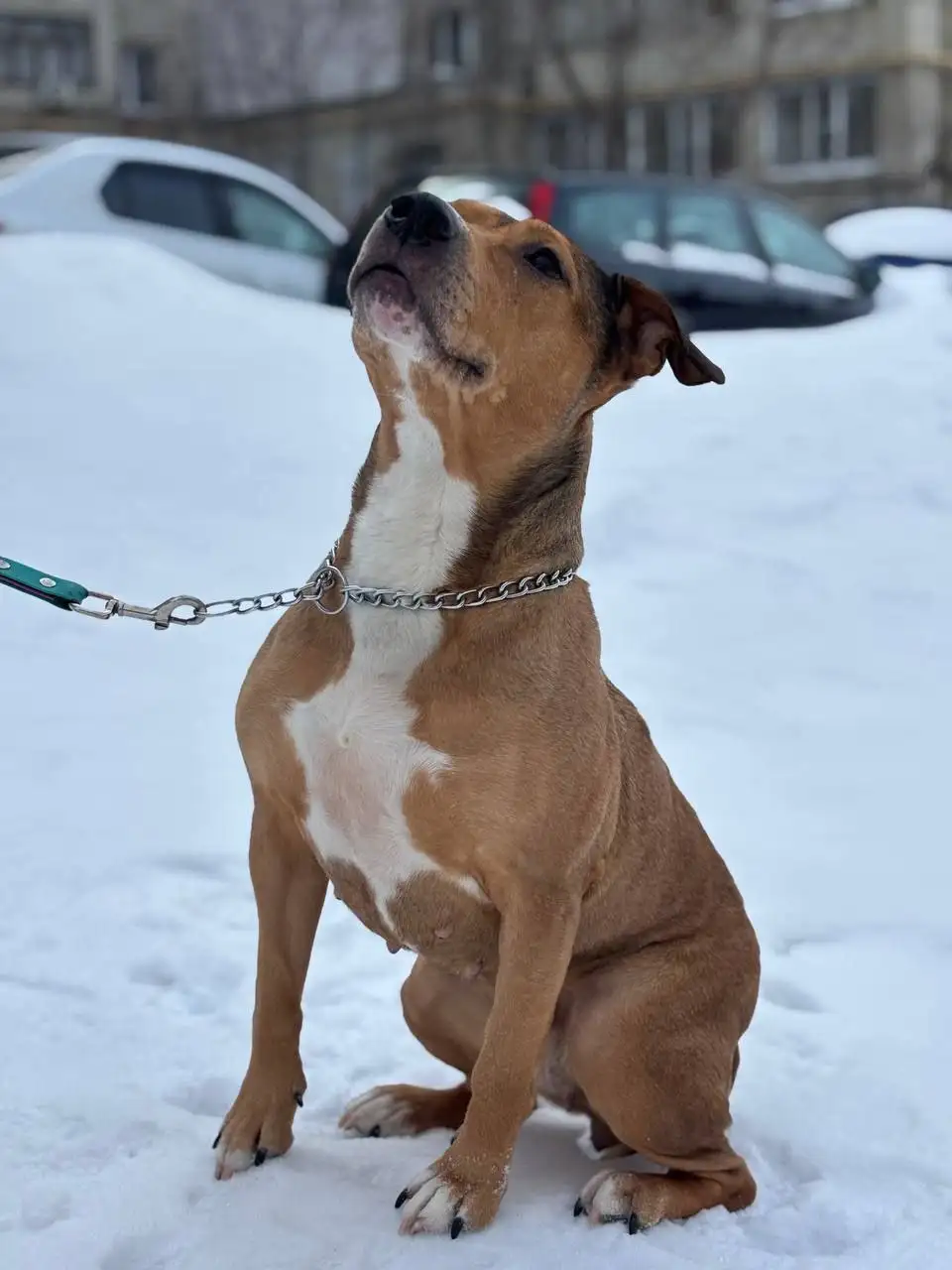Сбор средств для собаки Джесси - Благотворительность (Животные) в Саратов