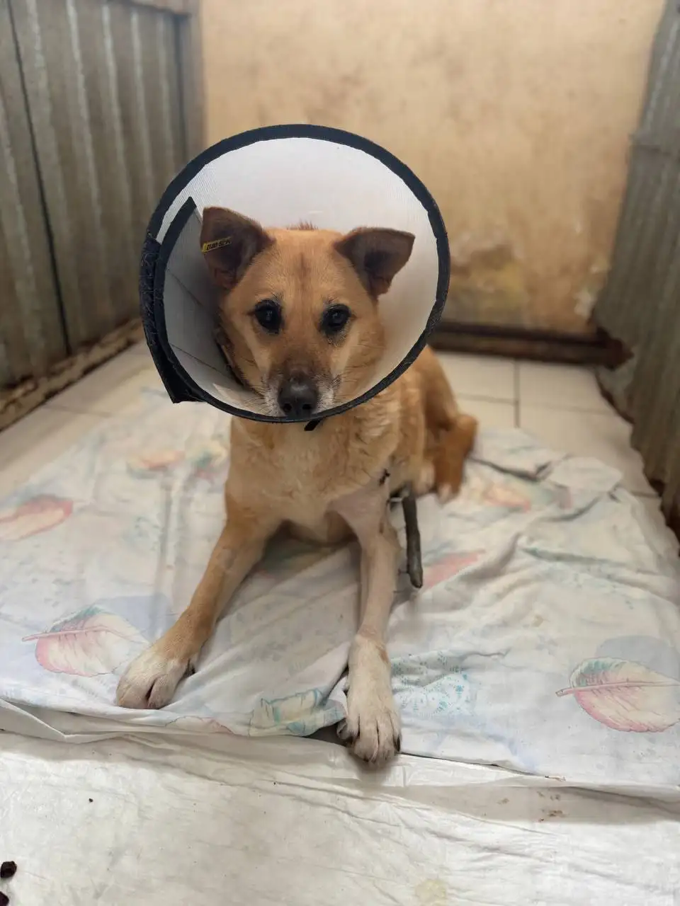 Сбор средств на лечение собаки Рыжули - Животные в Саратов