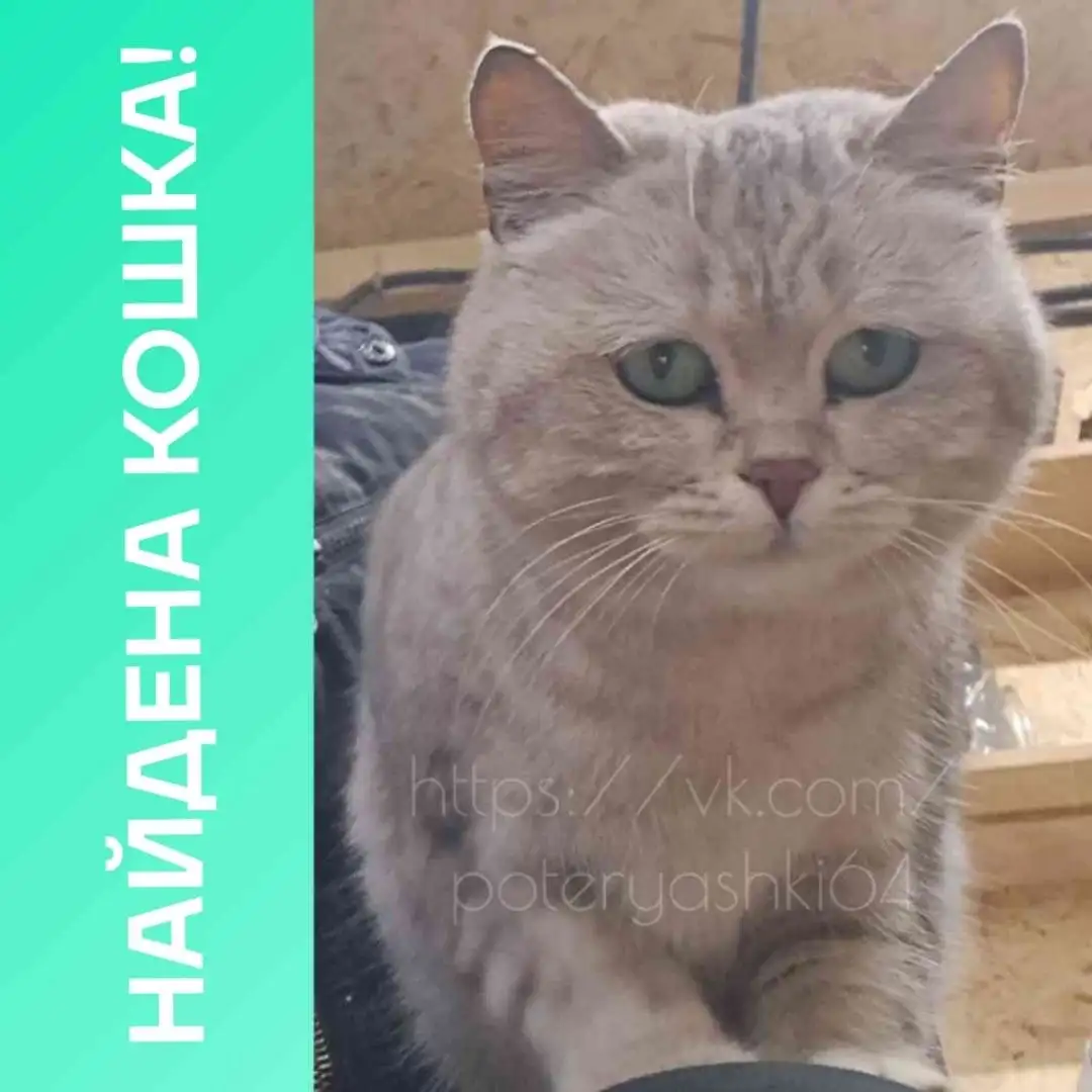Найдена домашняя кошка в Заводском районе Саратова - Животные в Саратов