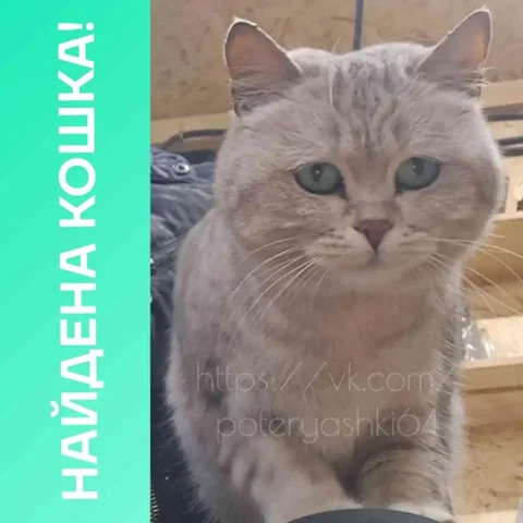 Найдена домашняя кошка в Заводском районе Саратова - Кошки и собаки в Саратов