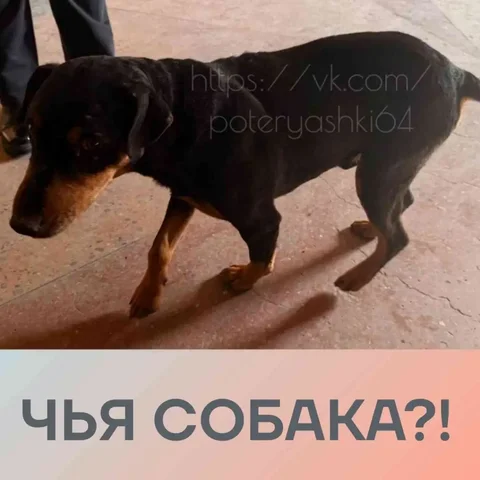 Найдена собака породы ягдтерьер в Саратове - Кошки и собаки в Саратов