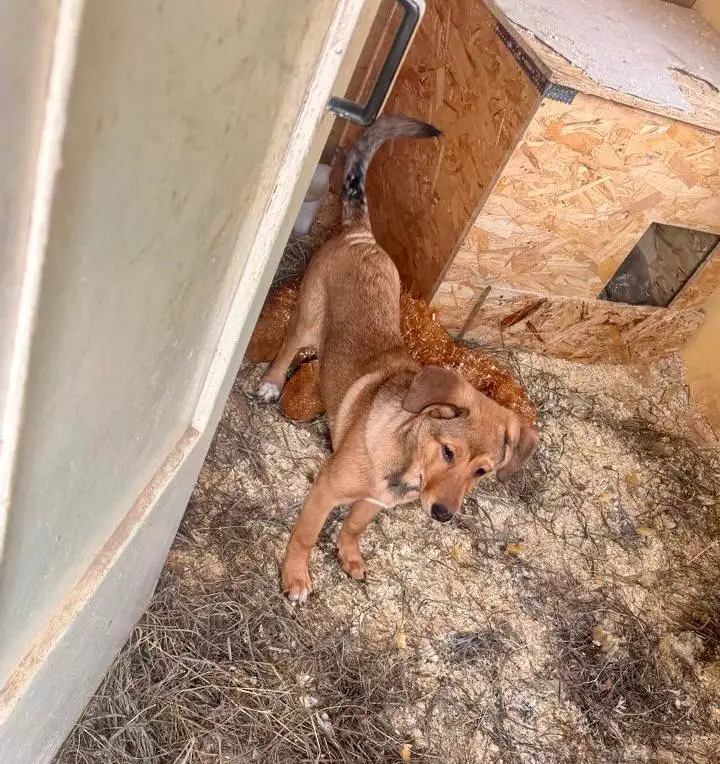 Щенки ищут дом в Саратове - Собаки (Животные) в Саратов