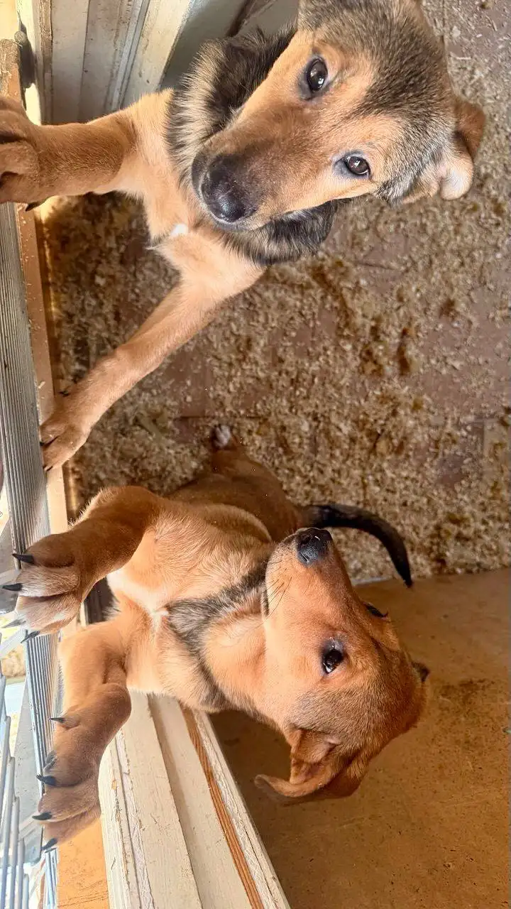 Щенки ищут дом в Саратове - Собаки (Животные) в Саратов