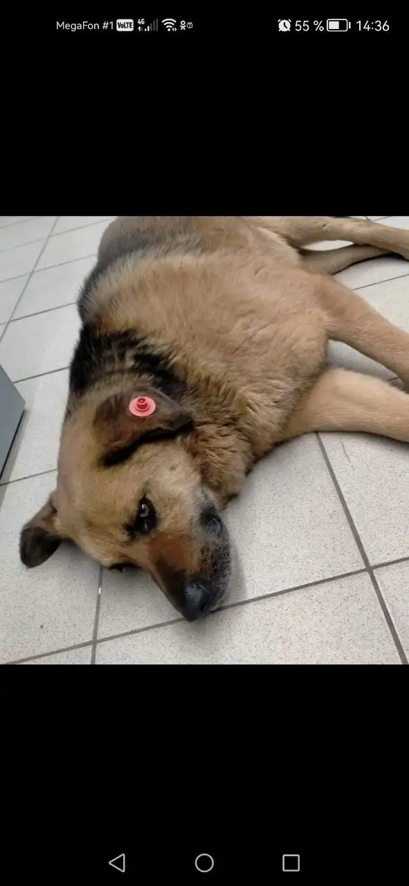 Ищут дом для бездомной собаки в Саратове - Собаки (Животные) в Саратов