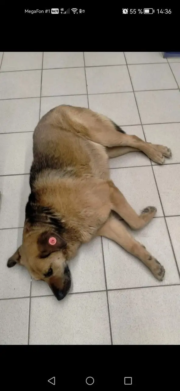 Ищут дом для бездомной собаки в Саратове - Собаки (Животные) в Саратов