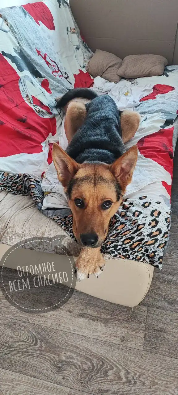 Сбор на передержку и лечение собаки Гуфи - Передержка и лечение (Животные) в Саратов