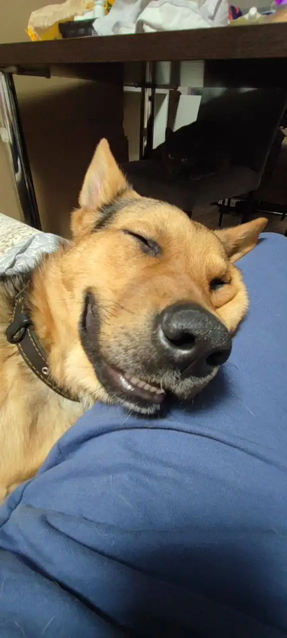 Сбор на передержку и лечение собаки Гуфи - Передержка и лечение (Животные) в Саратов