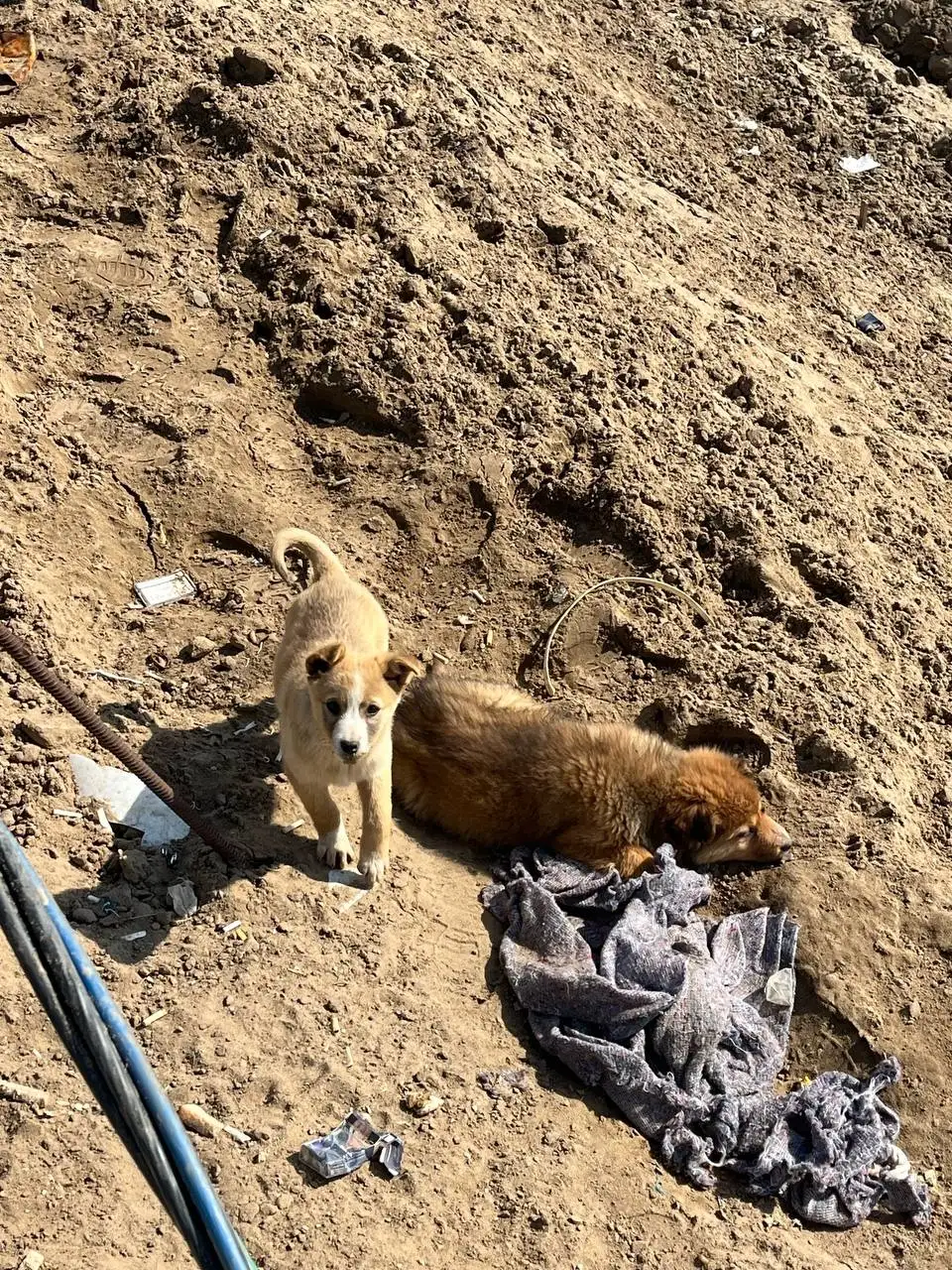 Щенки ищут дом в Саратове - Собаки (Животные) в Саратов