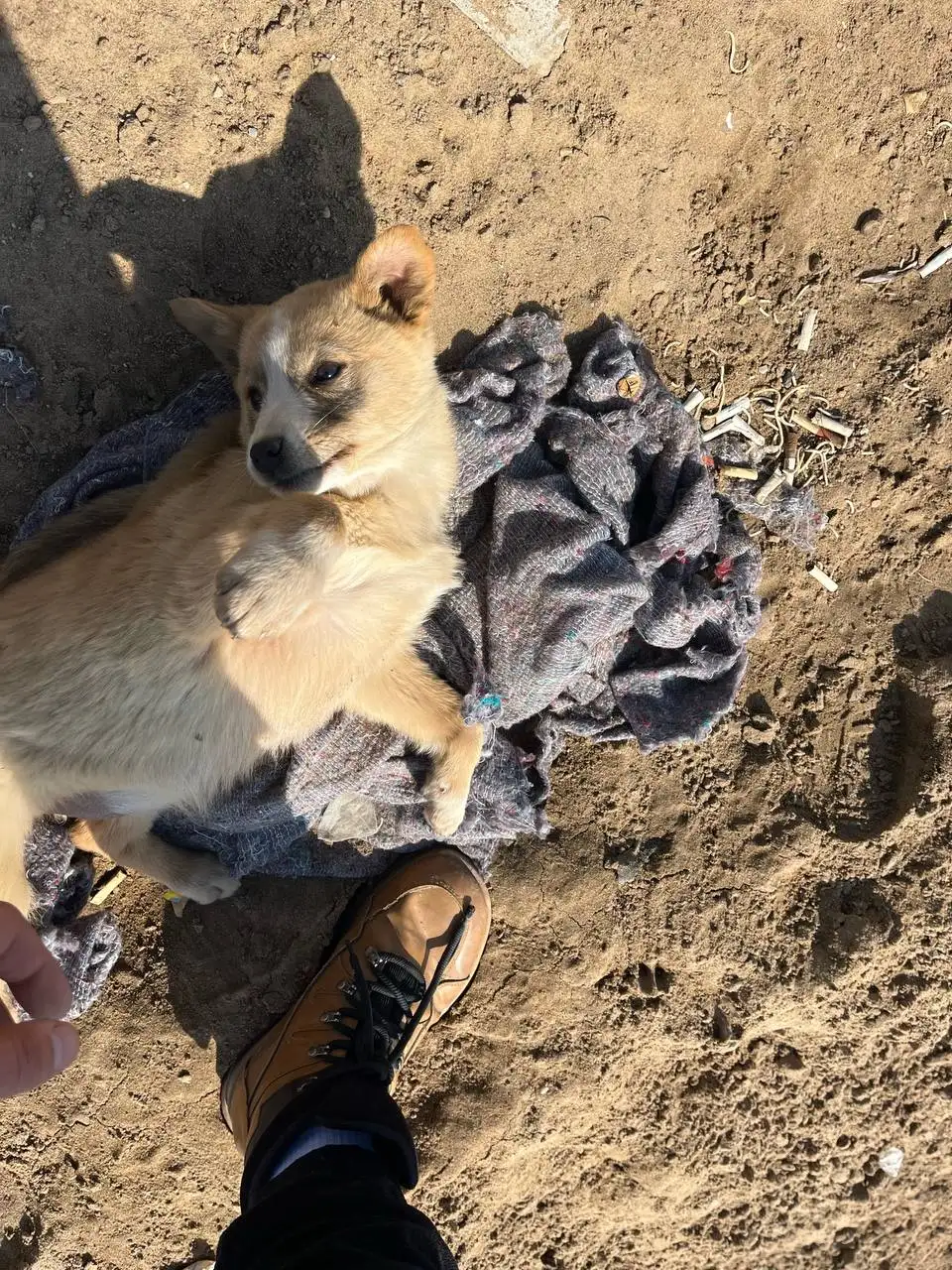 Щенки ищут дом в Саратове - Собаки (Животные) в Саратов