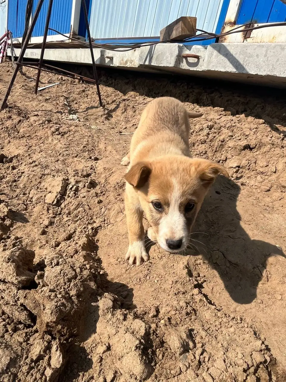Щенки ищут дом в Саратове - Собаки (Животные) в Саратов