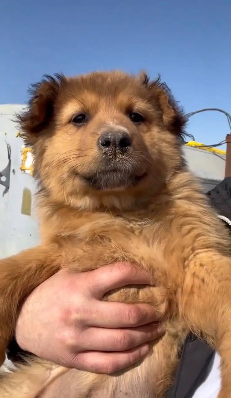 Щенки ищут дом в Саратове - Собаки (Животные) в Саратов