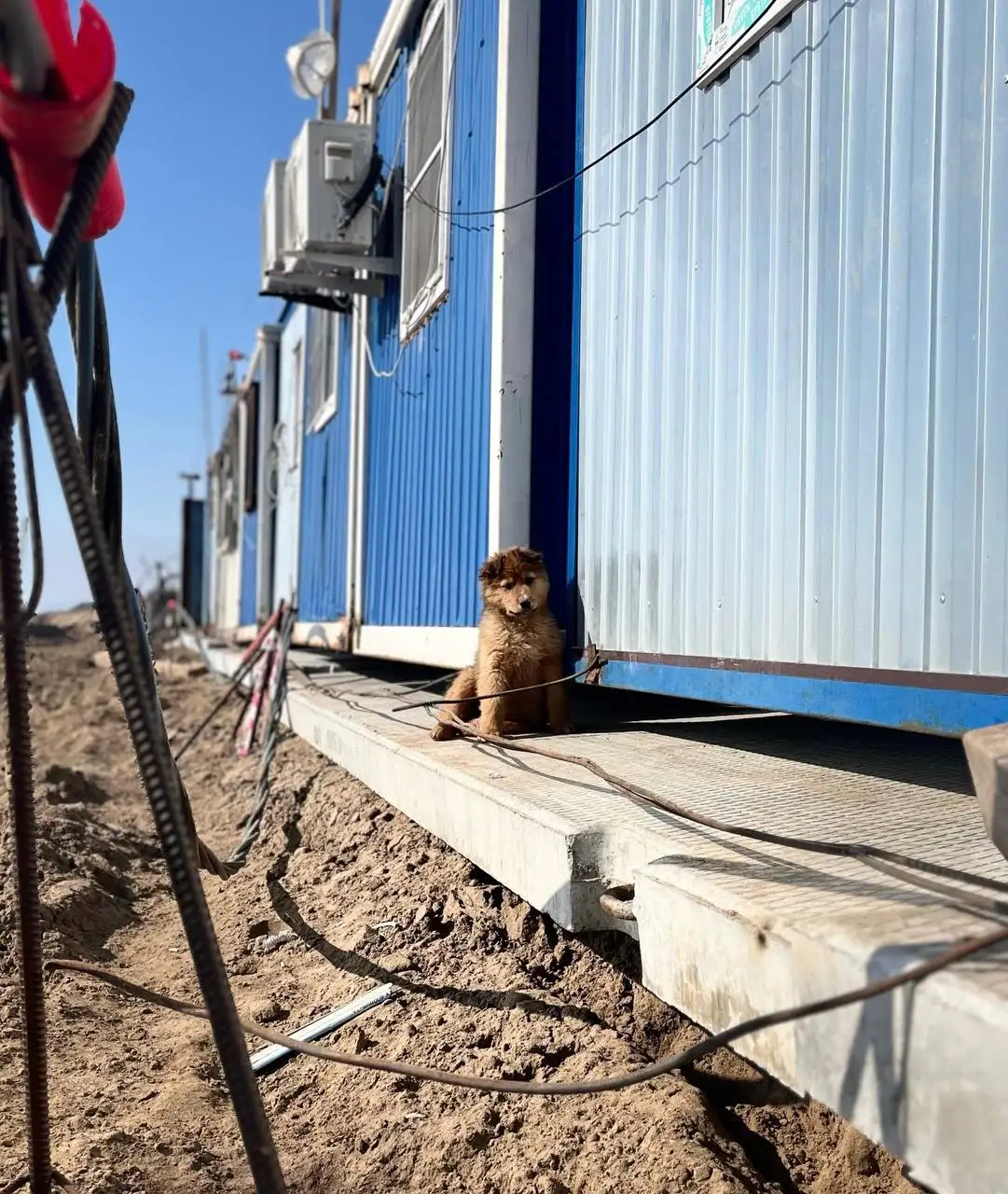 Щенки ищут дом в Саратове - Собаки (Животные) в Саратов