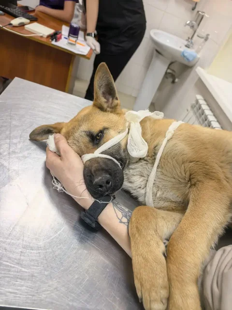 Сбор средств на операцию для сбитой собаки Комиссар в Энгельсе - Найденные животные в Энгельс