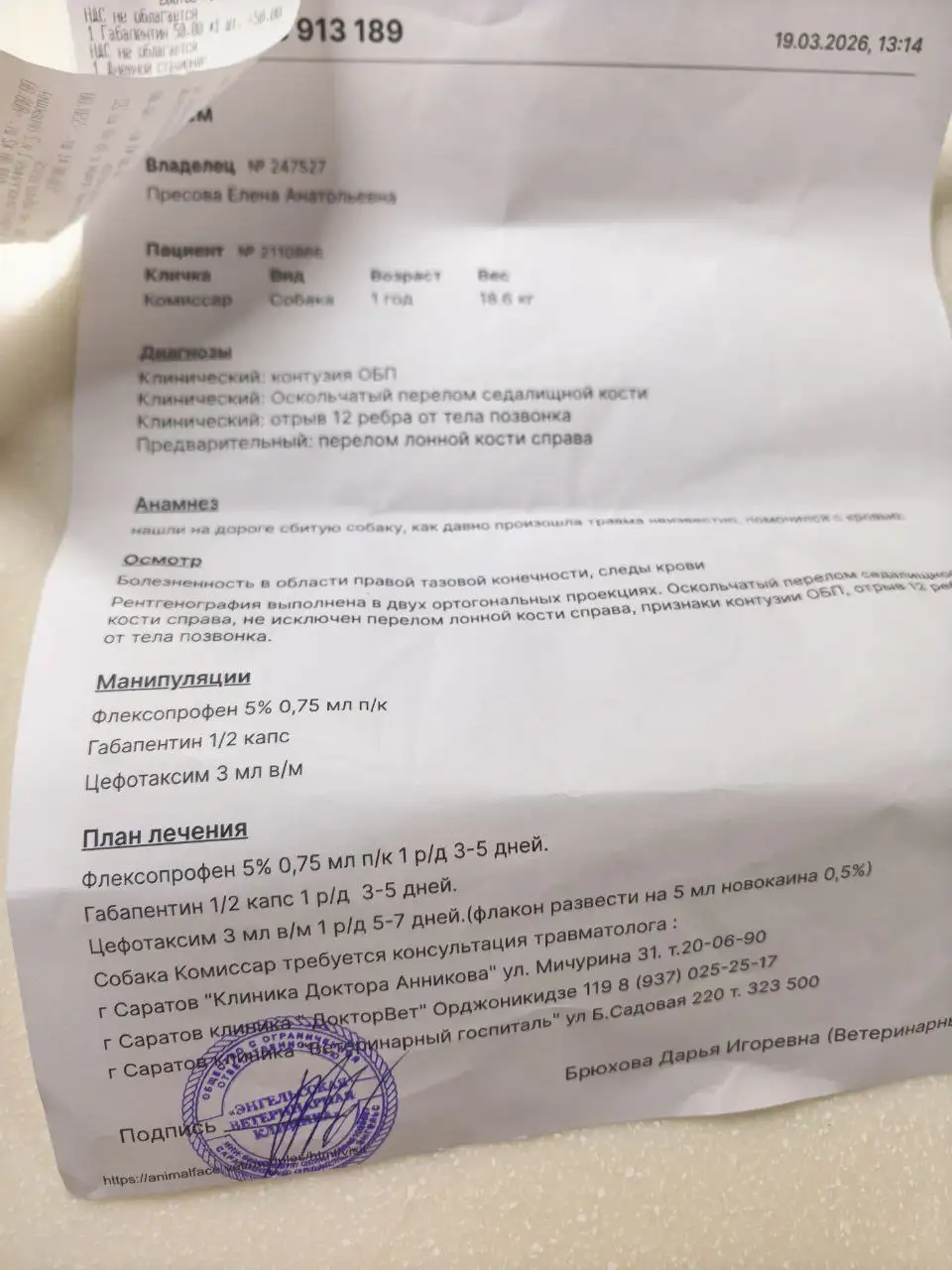 Сбор средств на операцию для сбитой собаки Комиссар в Энгельсе - Животные в Энгельс