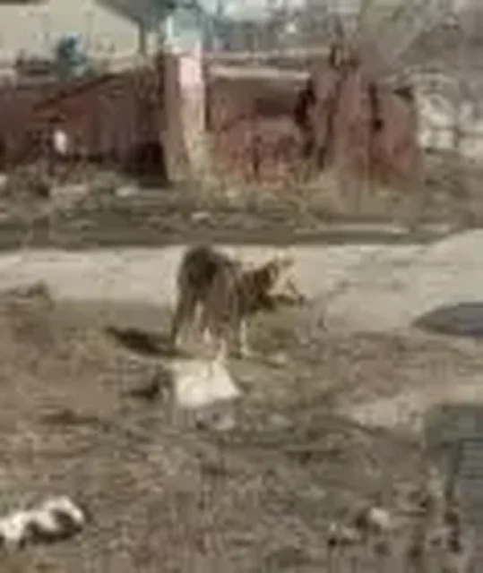 Потерявшаяся овчарка в заводском районе - Кошки и собаки в Саратов
