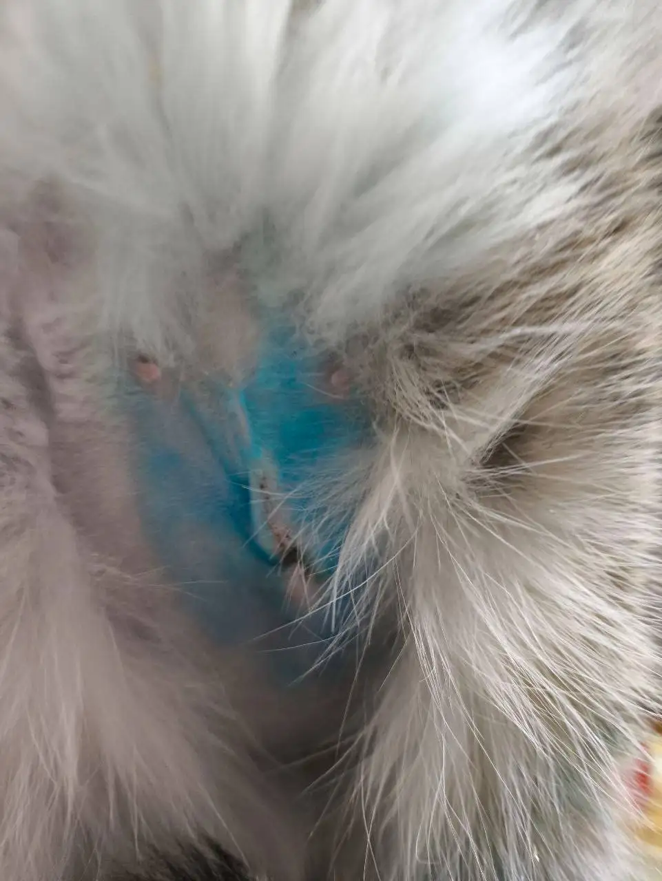 Отчет по Матрешке: сбор средств для погашения долга за лечение животных - Животные в Саратов