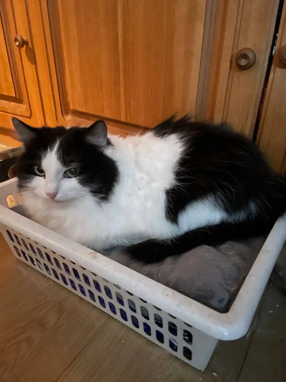 Кошка Сонечка ищет семью - Кошки (Животные) в Саратов