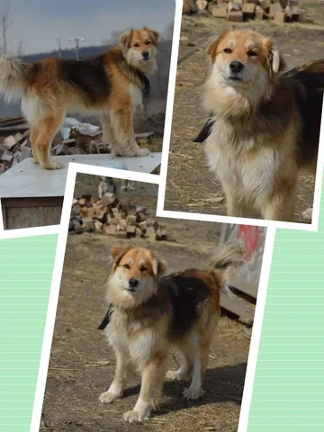 Потерянная собака ищет хозяина в Саратове - Кошки и собаки в Саратов