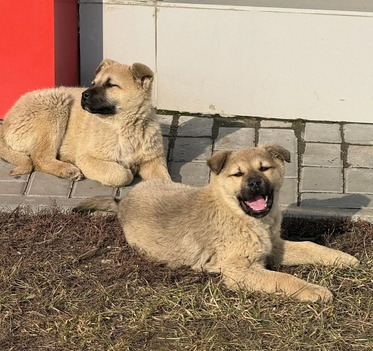 Пристройство собак в Саратове - Собаки (Животные) в Саратов