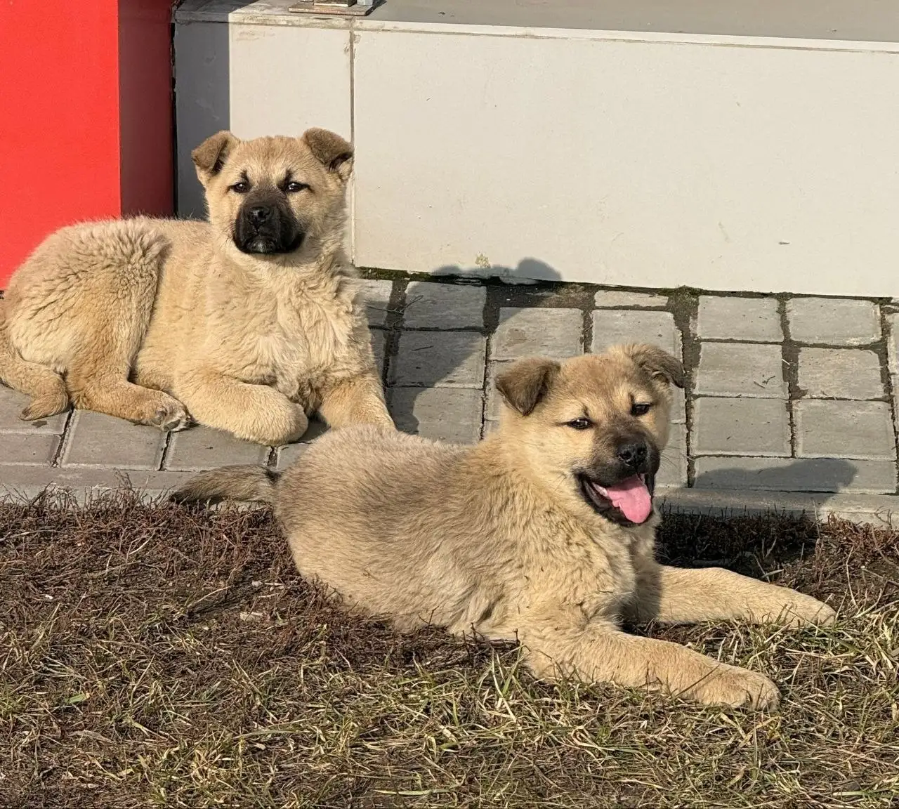 Пристройство собак в Саратове - Собаки (Животные) в Саратов