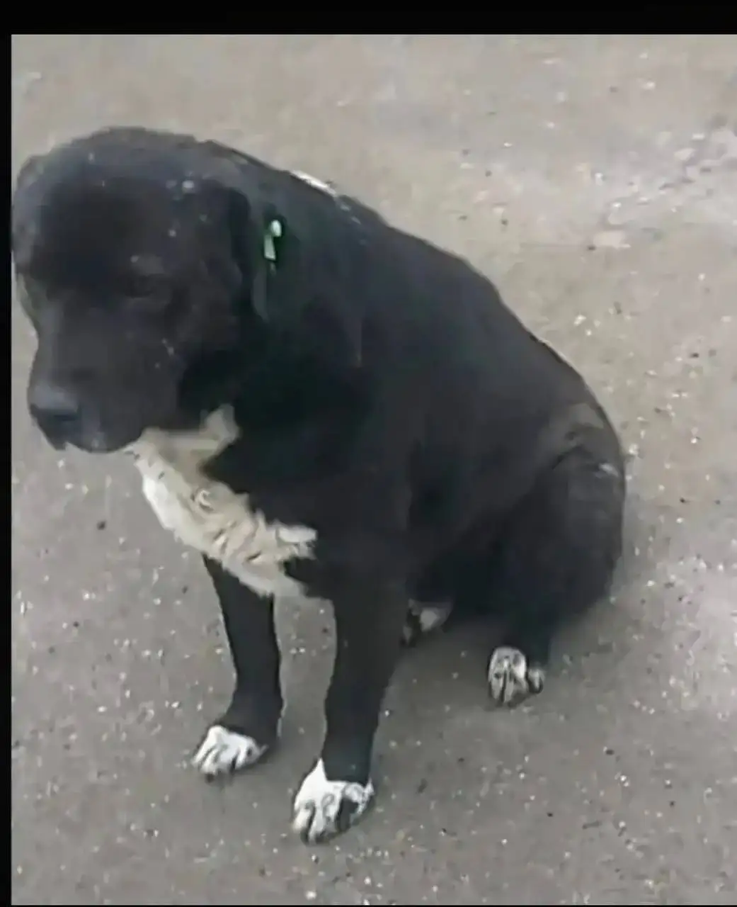 Потерянные животные в Саратове - Поиск животных (Животные) в Саратов