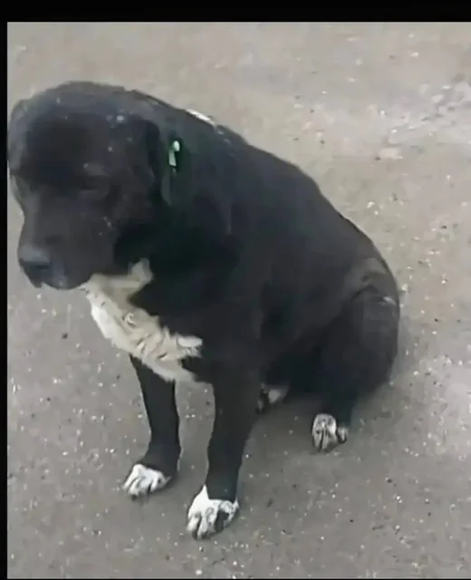 Потерянные животные в Саратове - Кошки и собаки в Саратов