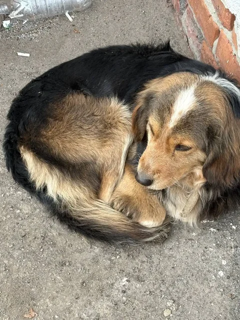 Потерянные животные в Саратове - Кошки и собаки в Саратов