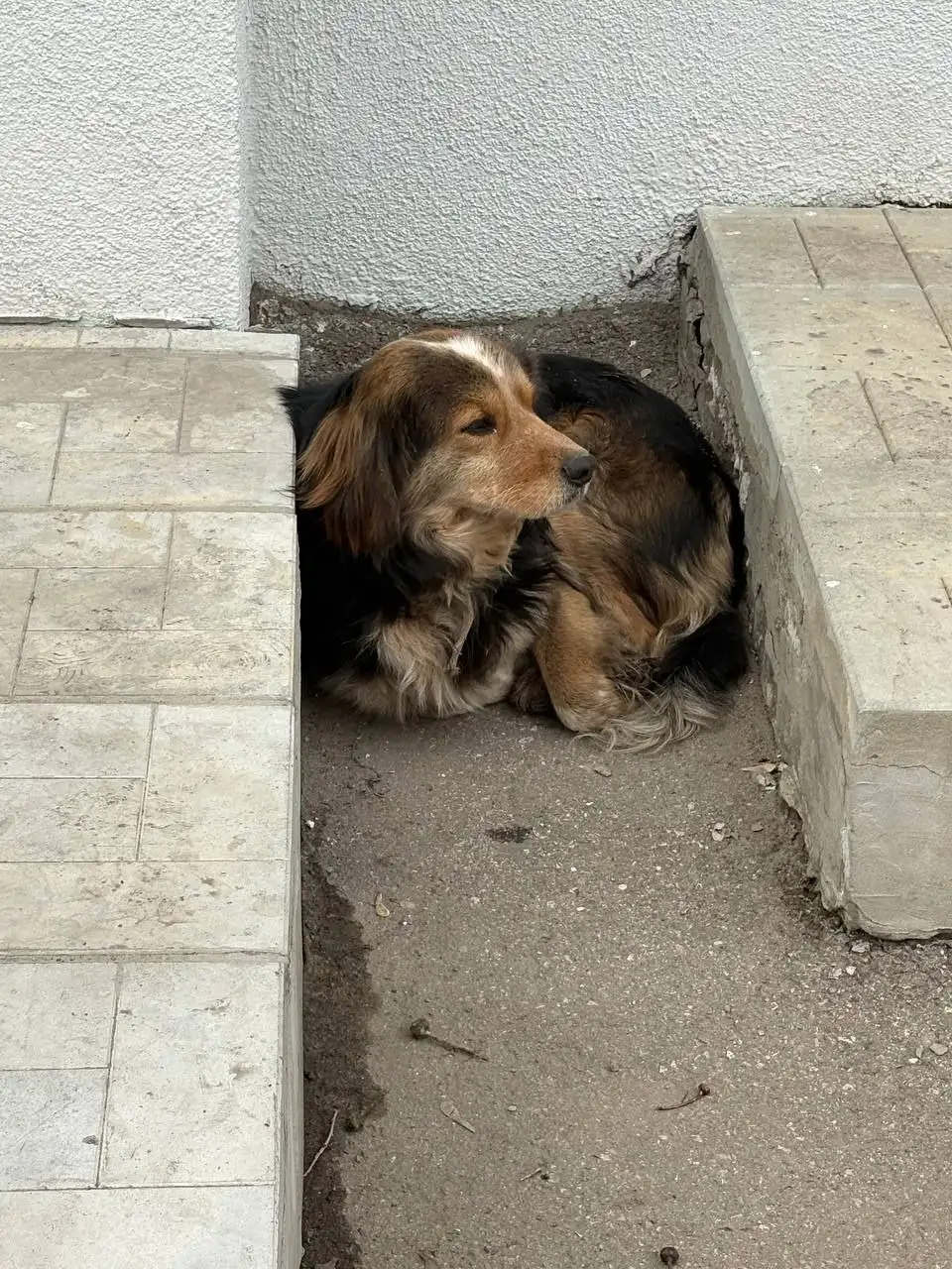 Потерянные животные в Саратове - Потерянные животные (Животные) в Саратов