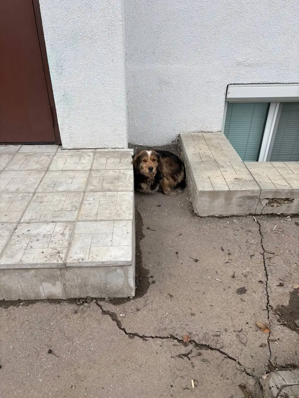 Потерянные животные в Саратове - Потерянные животные (Животные) в Саратов