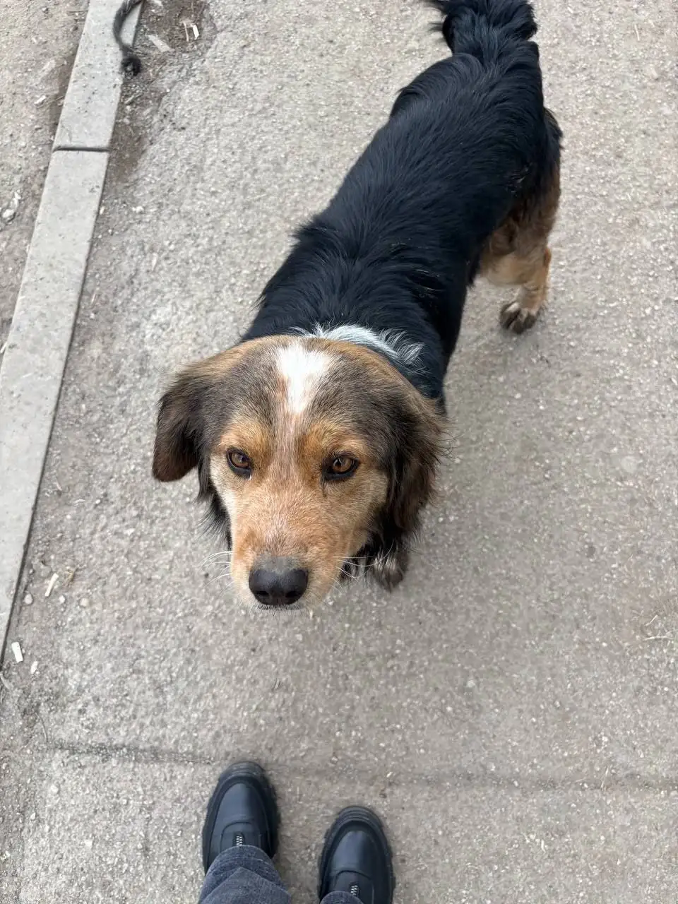 Потерянные животные в Саратове - Потерянные животные (Животные) в Саратов