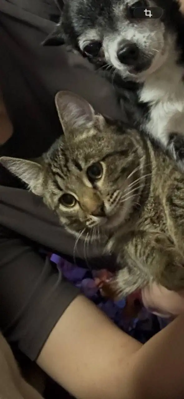 Потерялся кот Зян в районе школы 52 - Кошки (Животные) в Саратов