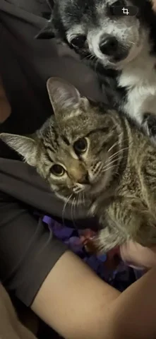 Потерялся кот Зян в районе школы 52 - Кошки и собаки в Саратов