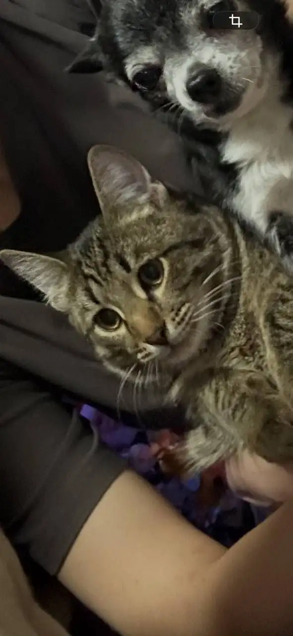 Потерялся кот Зян в районе школы 52 - Животные в Саратов