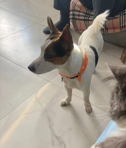 Потеряна собака породы Джек Рассел - Кошки и собаки в Саратов