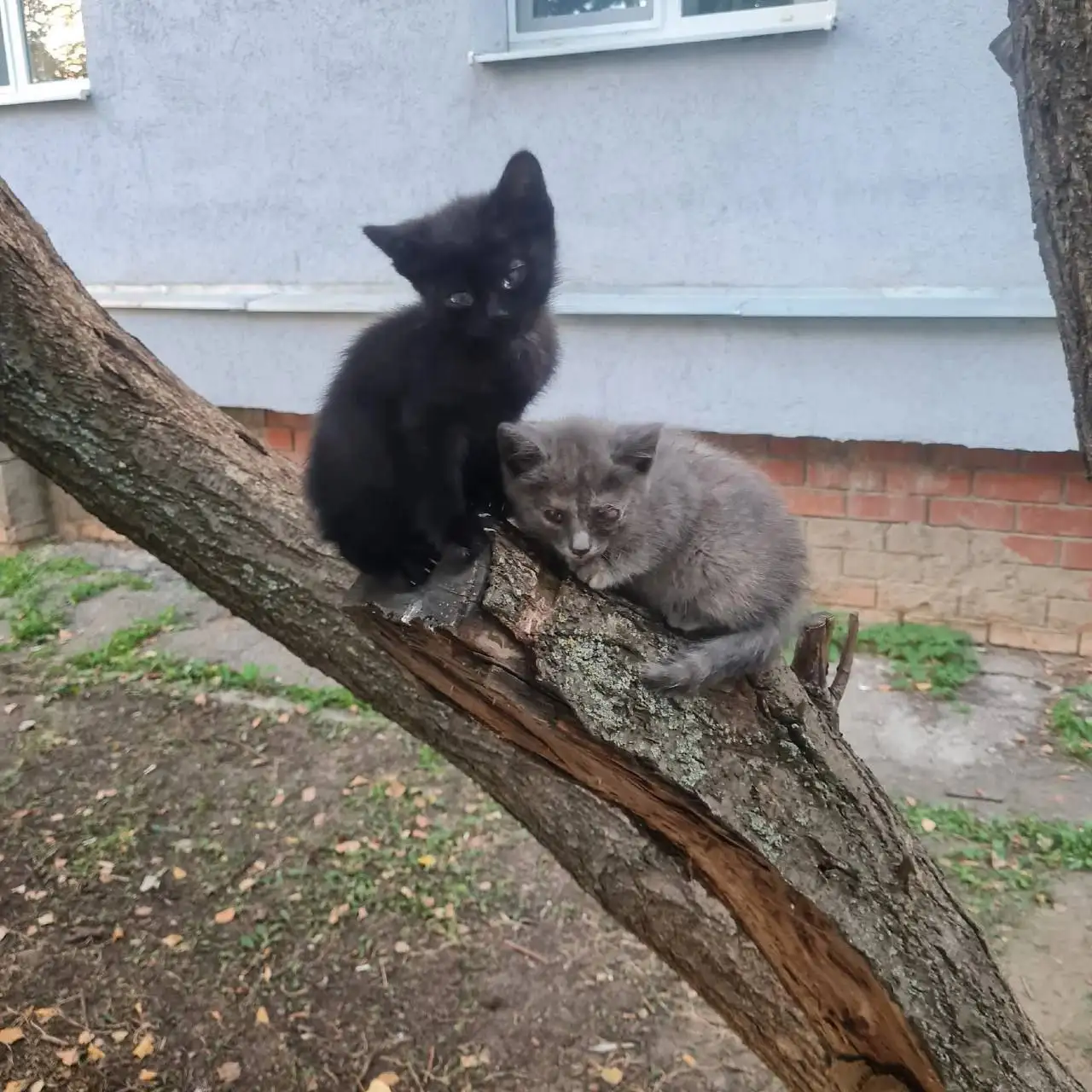 Помощь в содержании выросших животных - Кошки и собаки (Животные) в Саратов