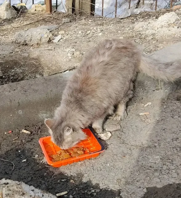 Найдена кошка в Саратове, Ленинский район - Кошки и собаки в Саратов