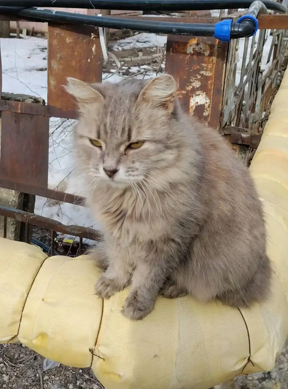 Найдена кошка в Саратове, Ленинский район - Кошки (Животные) в Саратов