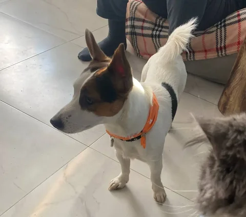 Потерялся джек рассел по кличке Малыш в Фрунзенском районе - Кошки и собаки в Саратов