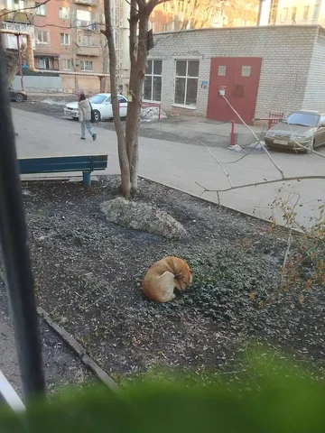 Объявление о потерянных животных в Энгельсе - Найденные животные в Энгельс