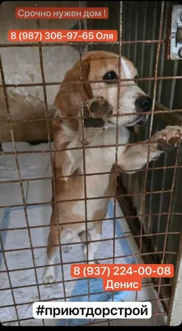 Потеряшки: поиск дома для кошек и собак - Кошки и собаки в Саратов