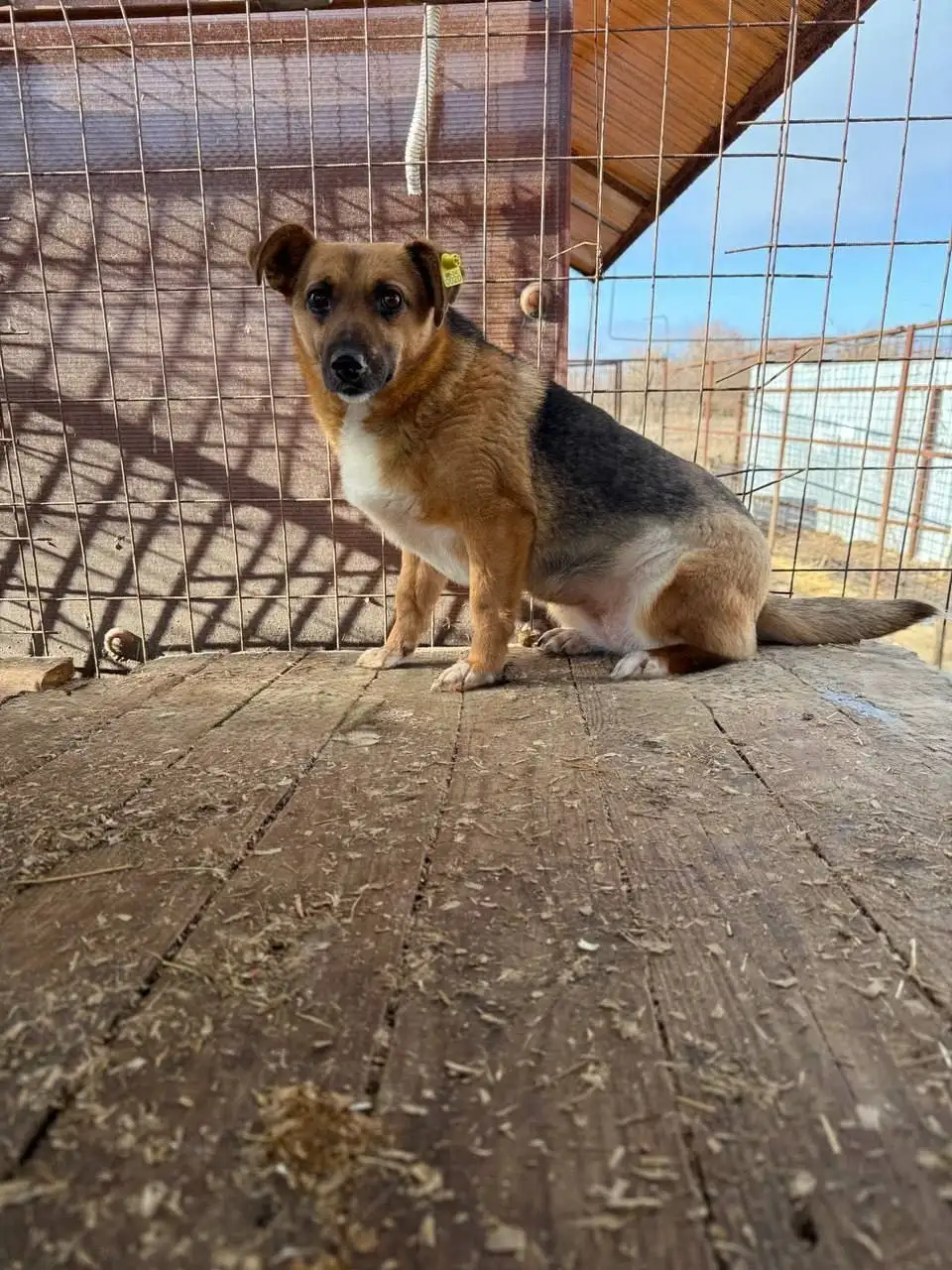 Поиск рыжего и черного животных в Саратове - Животные в Саратов