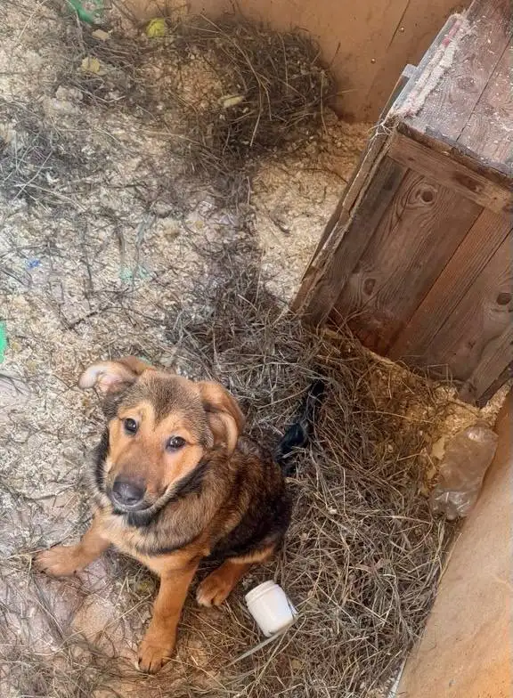 Сбор средств на передержку щенков из найденной коробки - Собаки (Животные) в Саратов