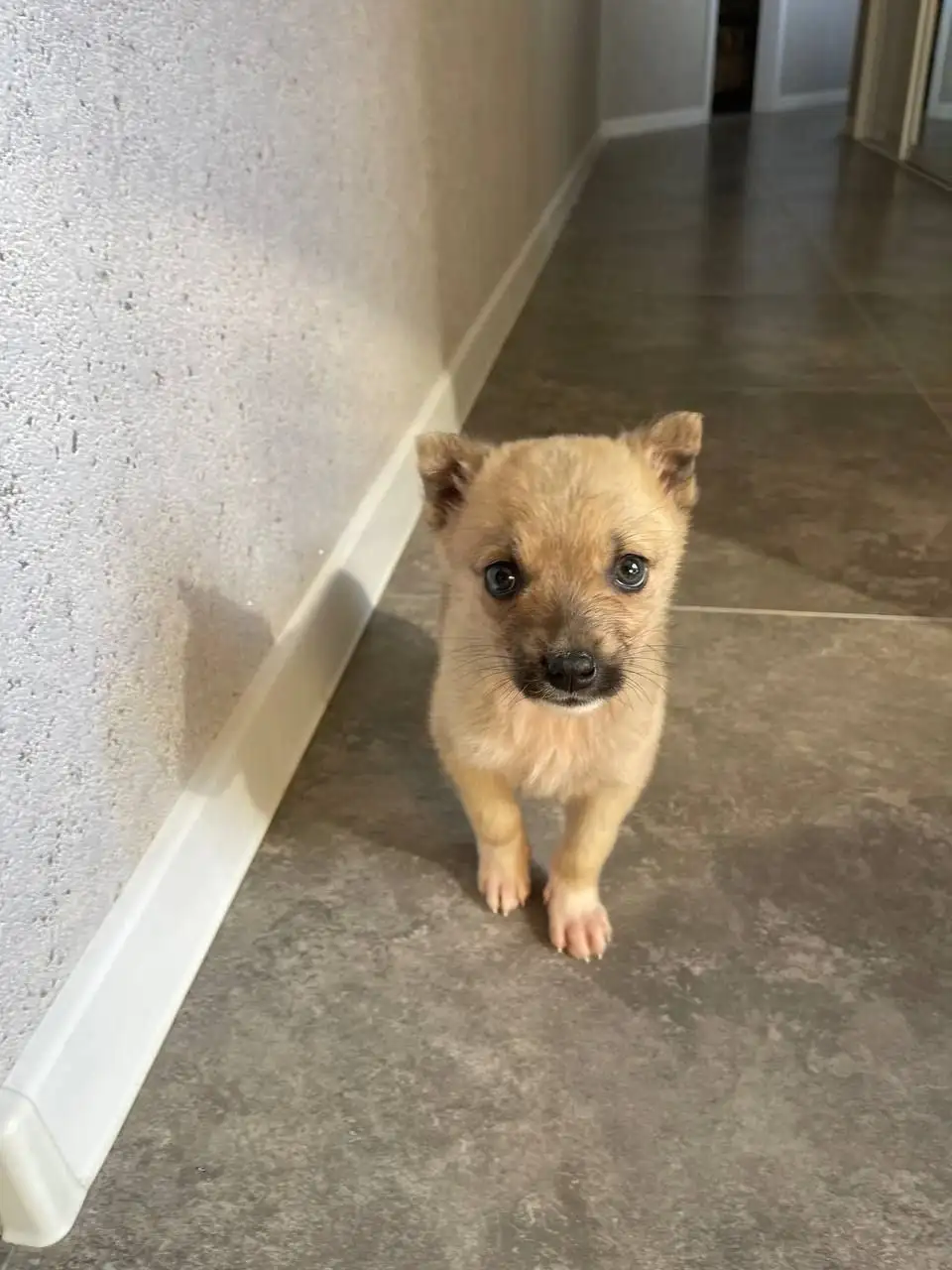 Щенок нуждается в семье в Саратове - Собаки (Животные) в Саратов