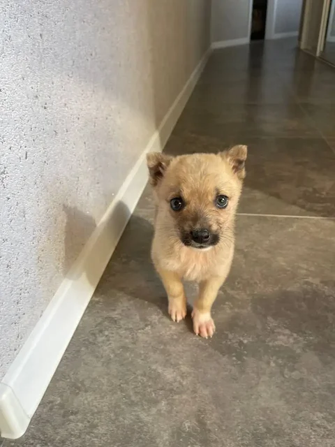 Щенок нуждается в семье в Саратове - Благотворительный сбор в Саратов