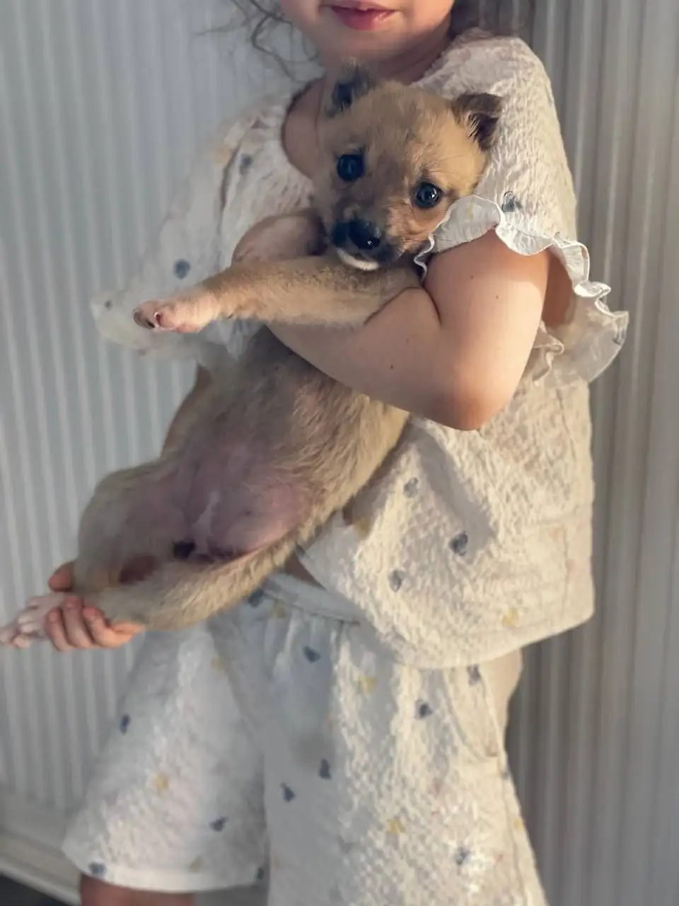 Щенок нуждается в семье в Саратове - Собаки (Животные) в Саратов