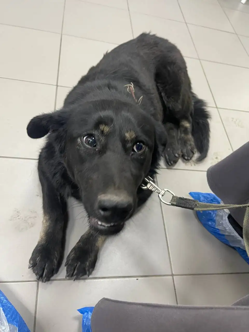 Сбор на операцию для кабачка (кошки/собаки) после ДТП - Благотворительный сбор (Животные) в Саратов